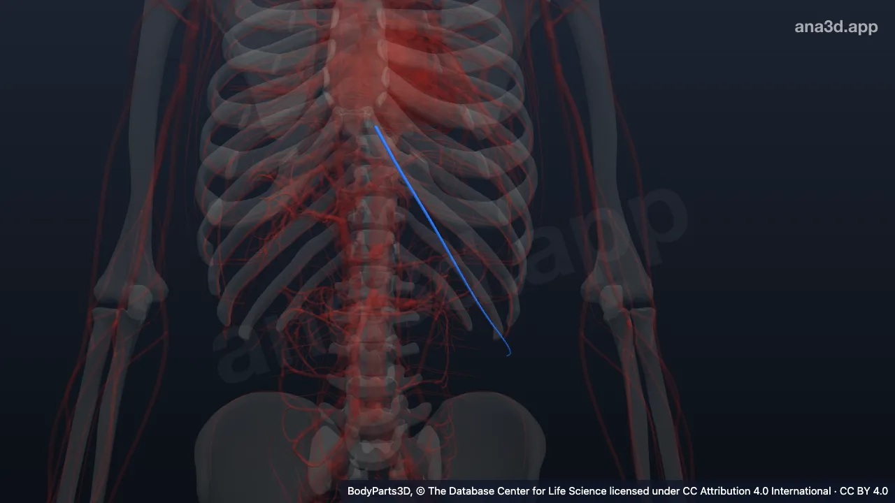 3D model: left musculophrenic artery
