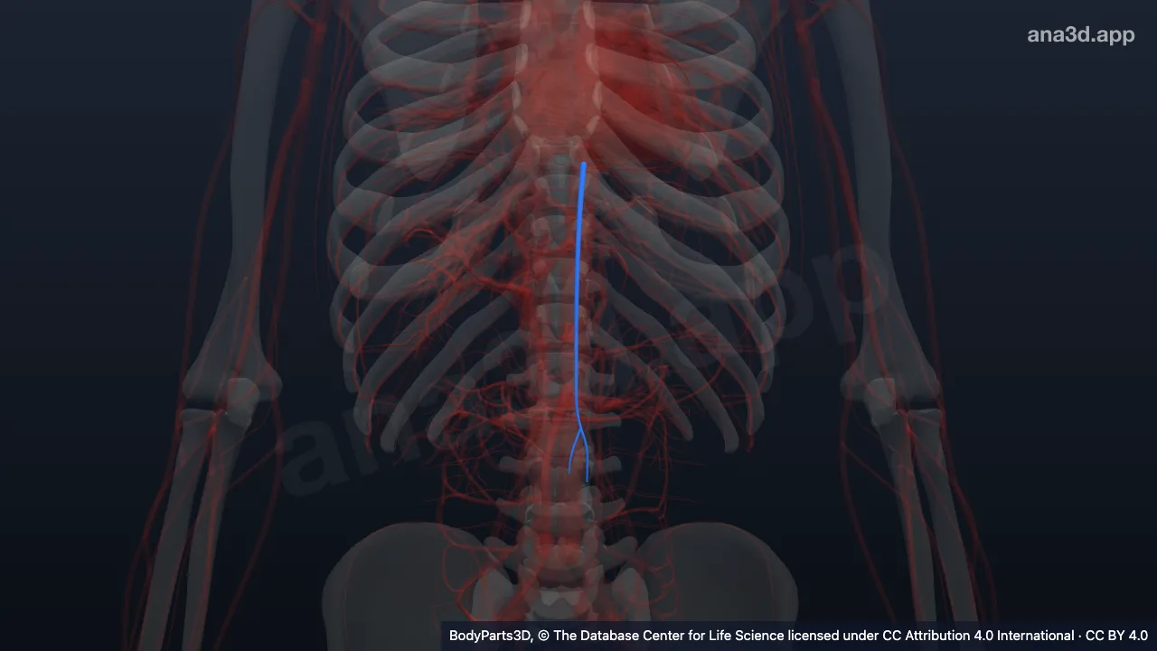 Modelo 3D: Arteria epigástrica superior izquierda
