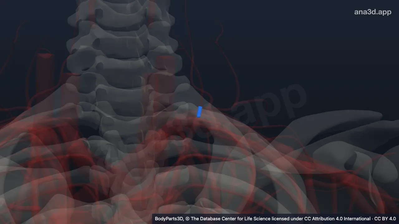 Modèle 3D : Tronc thyro-cervical gauche