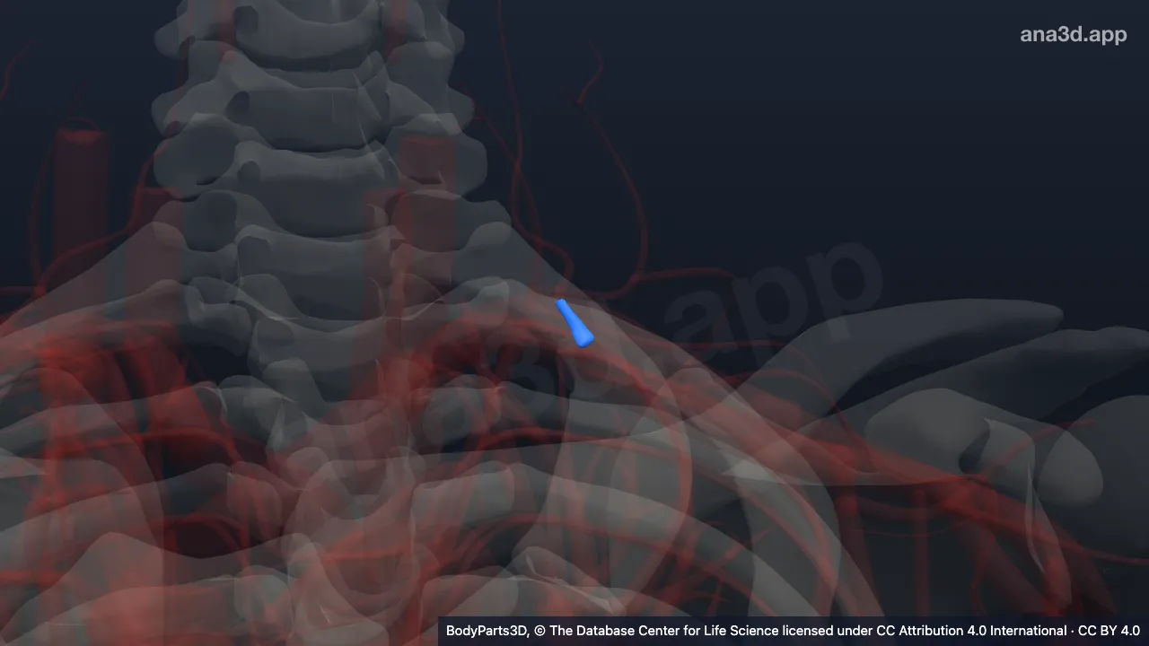 Modelo 3D: Tronco costocervical izquierdo