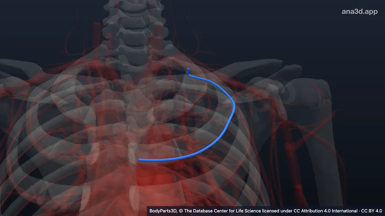 3D model: left second posterior intercostal artery