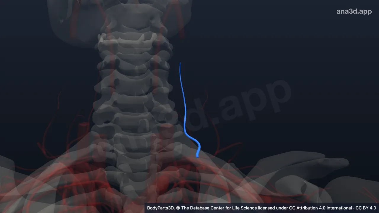 3D model: left deep cervical artery