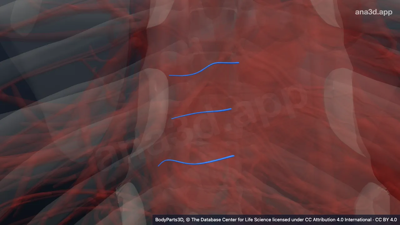 3D model: esophageal artery