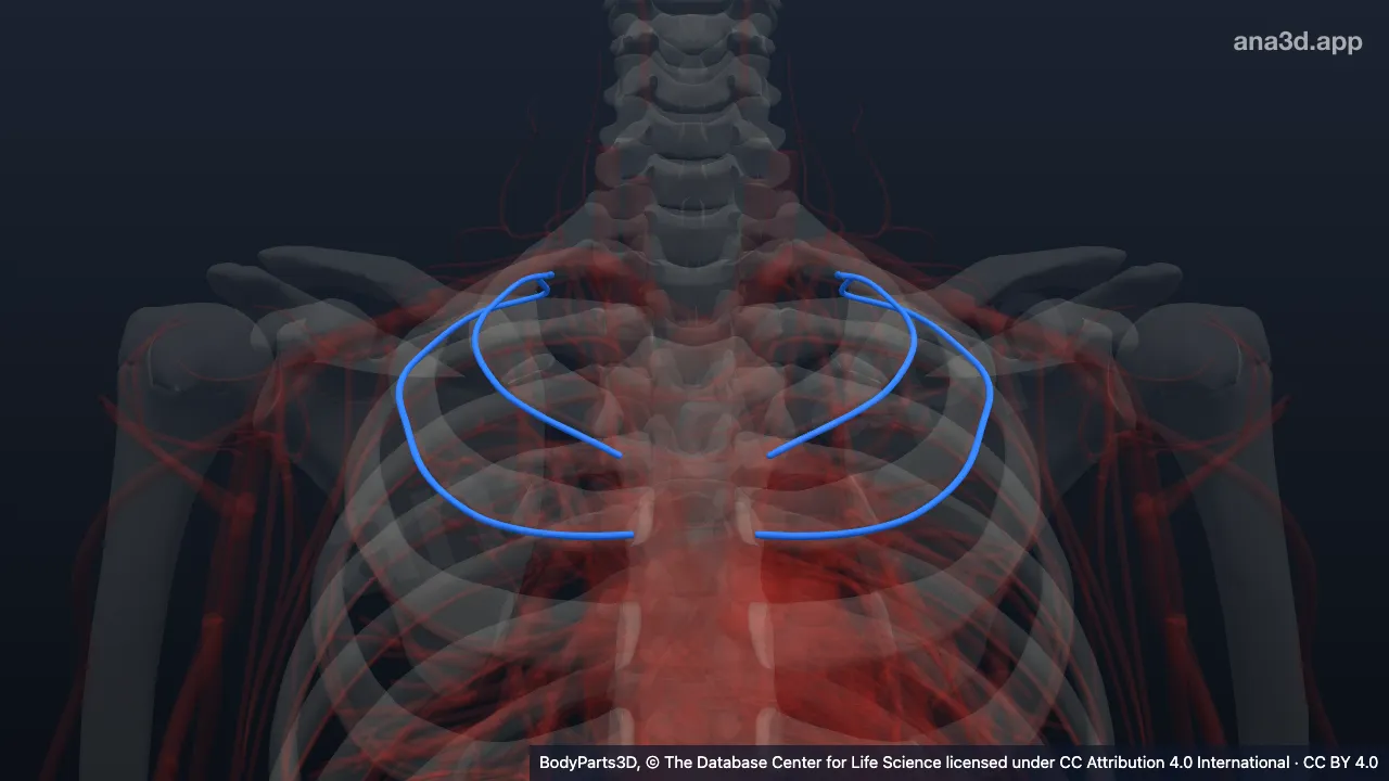 Model 3D: Arteri interkostalis posterior