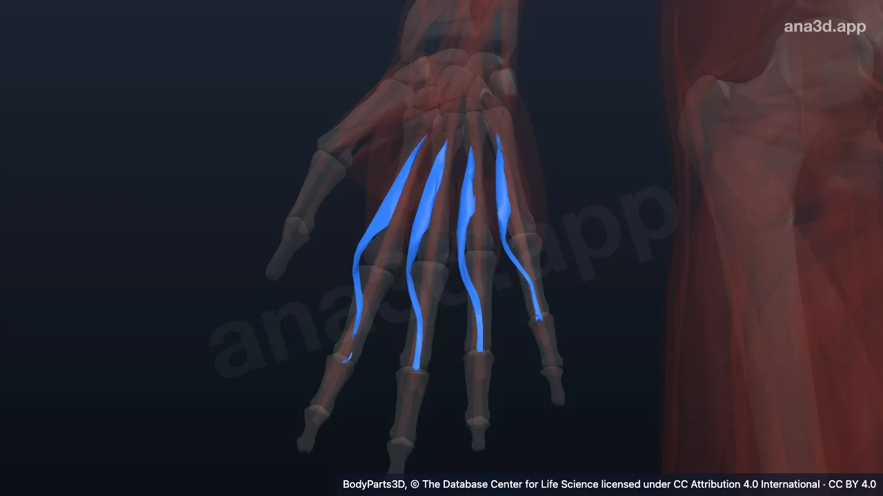 3D model: set of lumbricals of right hand
