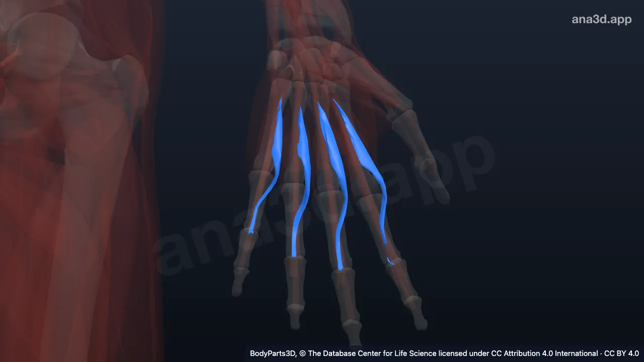 Mô hình 3D: Các cơ giun bàn tay trái