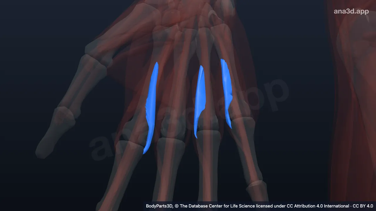 3D-Modell: Gesamtheit der Musculi interossei palmares der rechten Hand