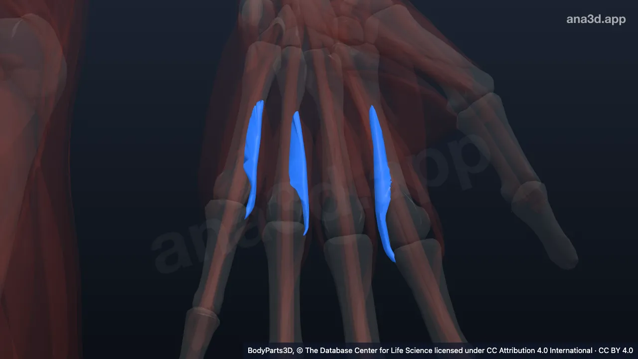 3D-Modell: Gesamtheit der Musculi interossei palmares der linken Hand