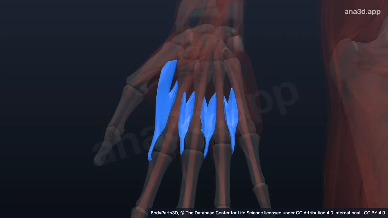 Mô hình 3D: Các cơ gian cốt mu tay phải