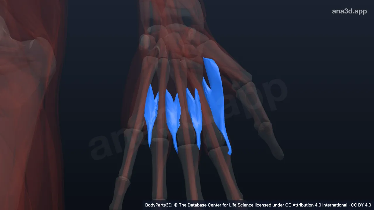 Mô hình 3D: Các cơ gian cốt mu tay trái