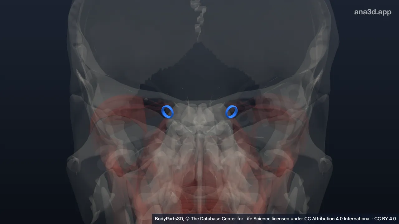 3D model: organ component cluster