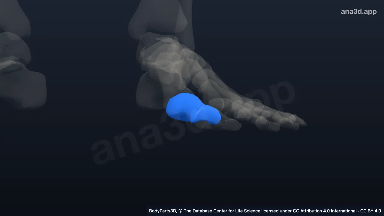 3D model: proximal phalanx of left big toe