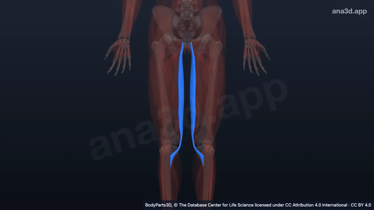 Model 3D: Otot gracilis