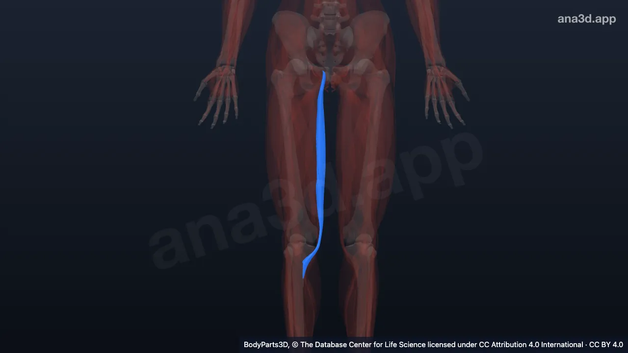 3D model: right gracilis