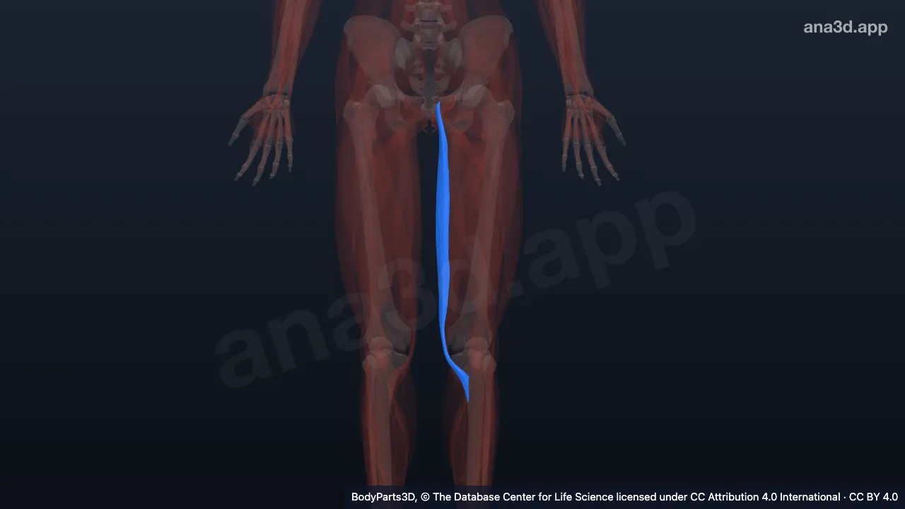 Mô hình 3D: Cơ thon trái
