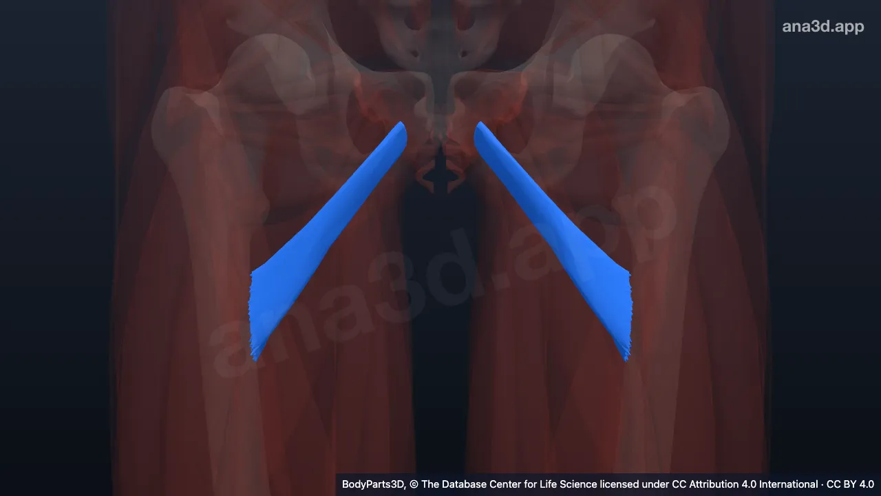 Modèle 3D : muscle petit adducteur