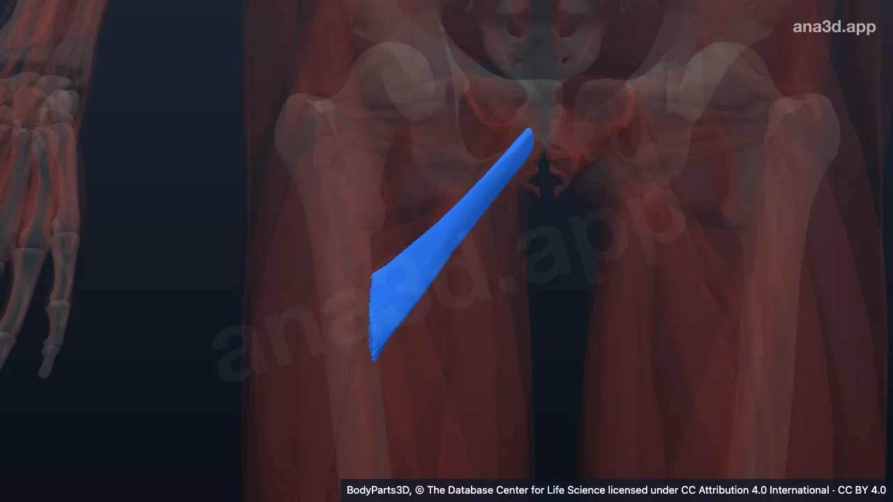 3D model: right adductor minimus