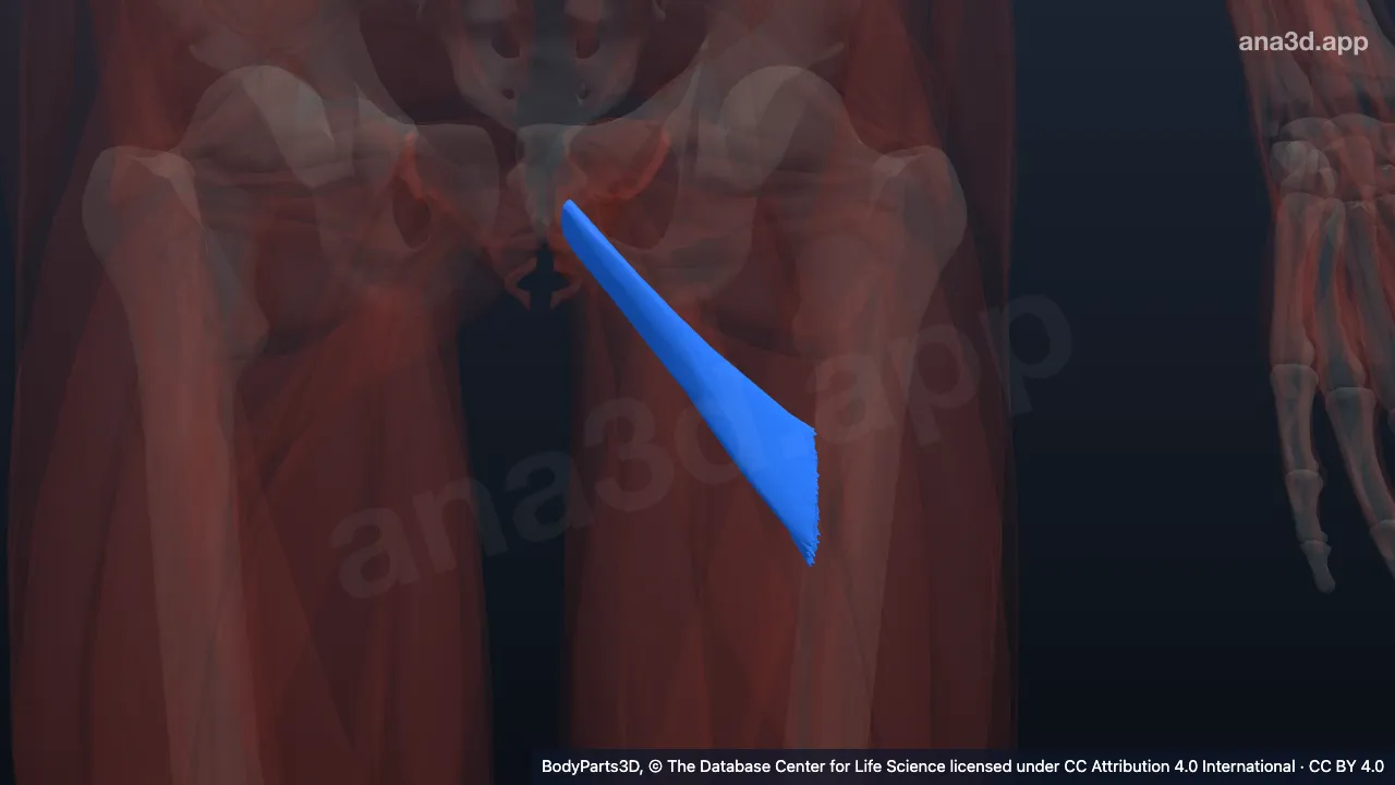 3D-Modell: Linker Musculus adductor minimus