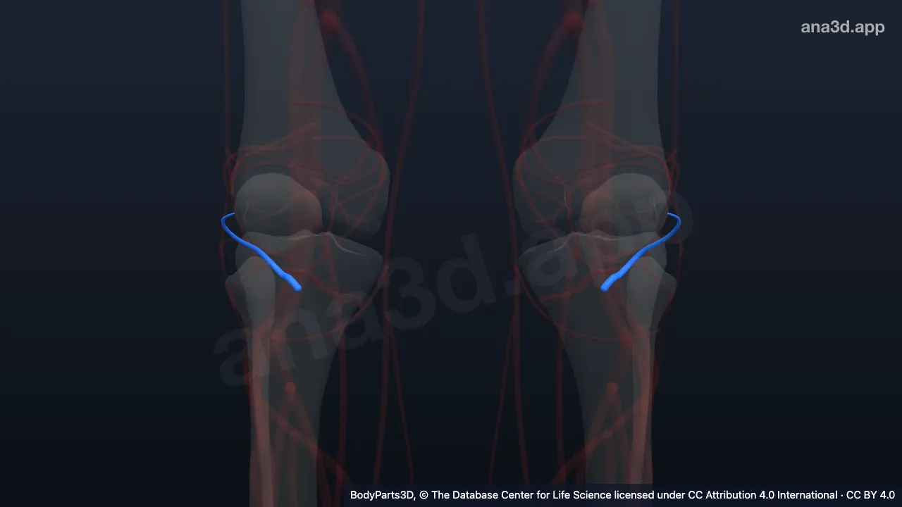 3D model: inferior lateral genicular artery