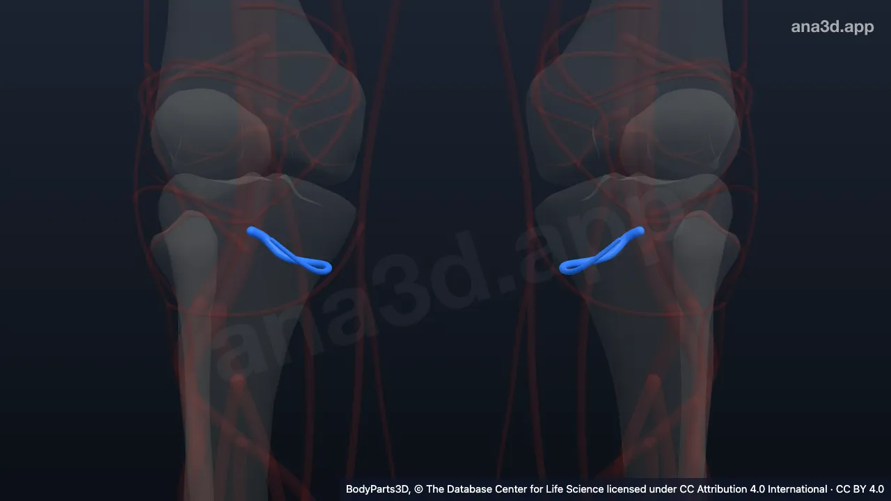 Modelo 3D: Arteria genicular medial inferior