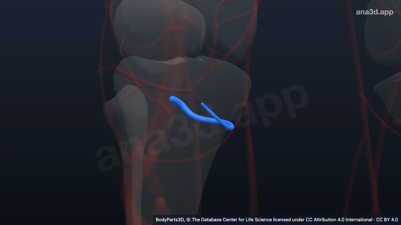 Modelo 3D: Arteria genicular inferior medial derecha