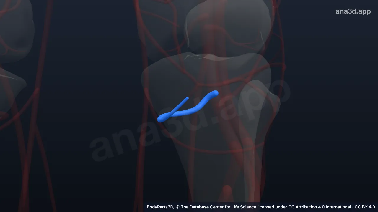 Modelo 3D: Arteria genicular inferior medial izquierda