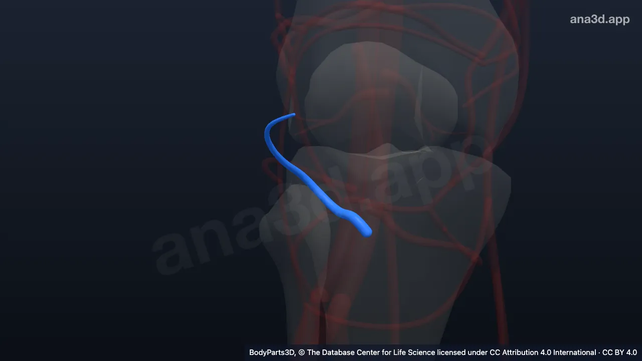 3D model: right inferior lateral genicular artery