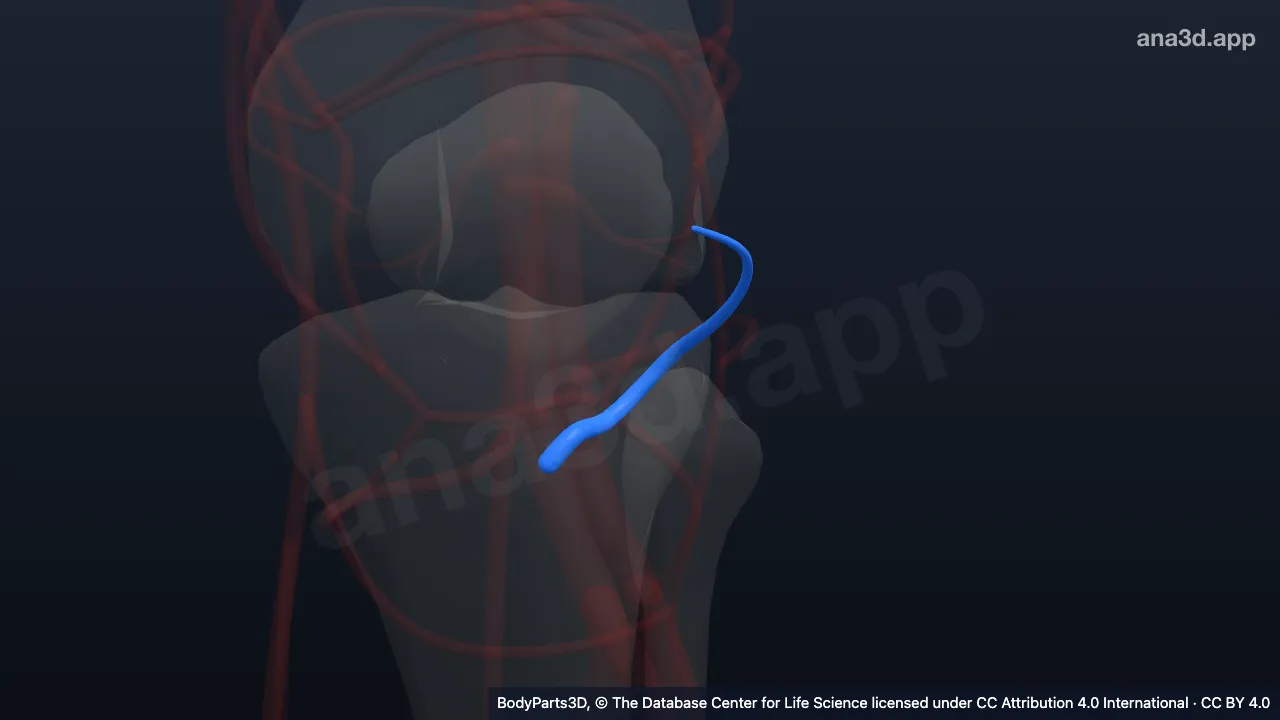 Model 3D: Arteri genikularis lateralis inferior kiri