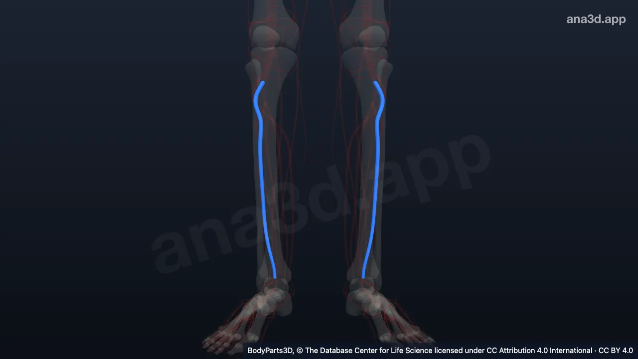 3D model: anterior tibial artery