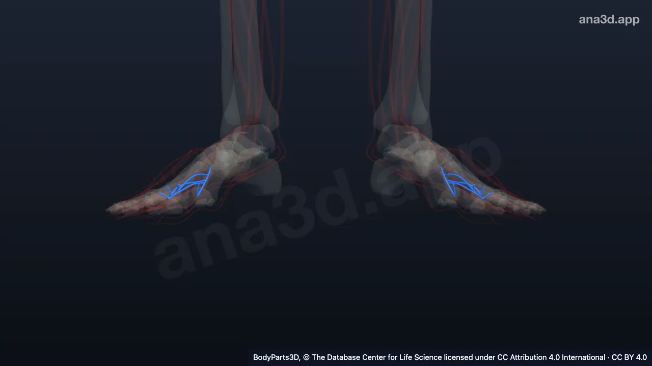3D-Modell: Arteria tibialis posterior