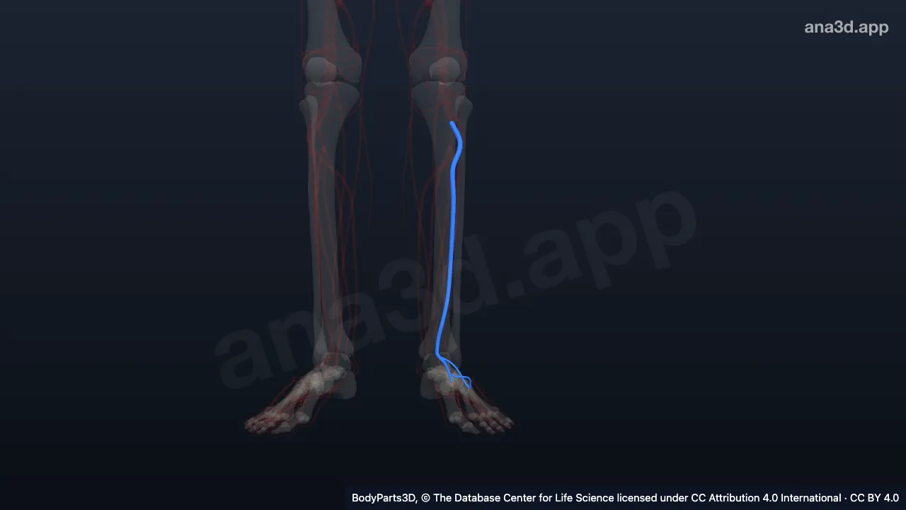 3D model: left anterior tibial artery