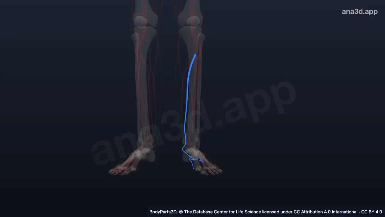 Model 3D: Arteri tibialis posterior kiri