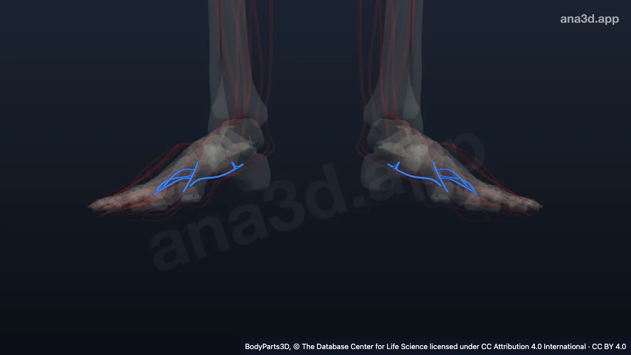 3D model: subdivision of posterior tibial artery