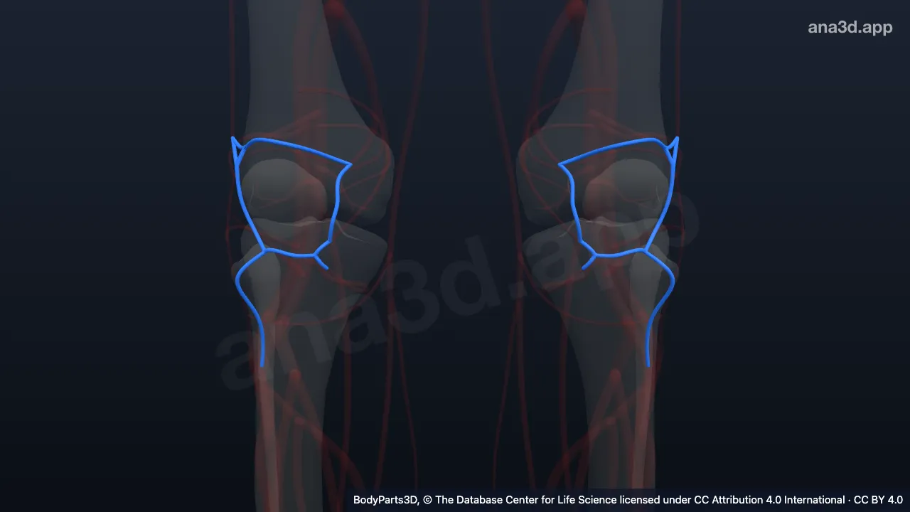 Modelo 3D: arteria recurrente tibial anterior