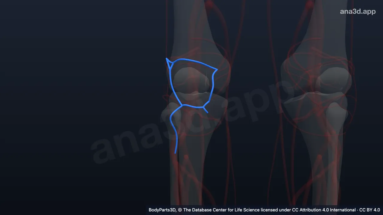 Model 3D: Arteri rekurens tibialis anterior kanan