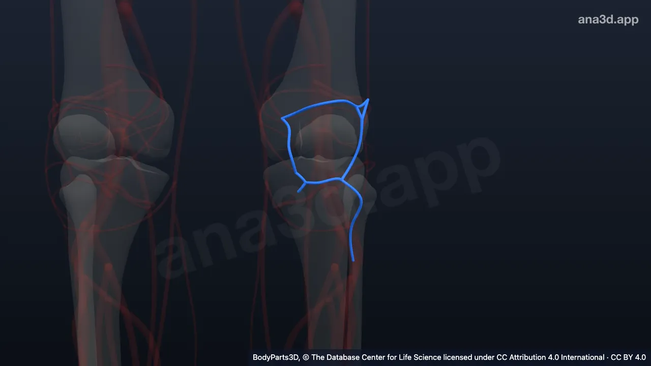 Model 3D: Arteri rekurens tibialis anterior kiri