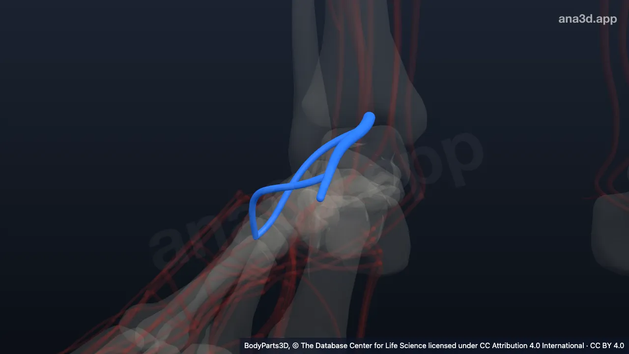 3D model: right dorsalis pedis artery