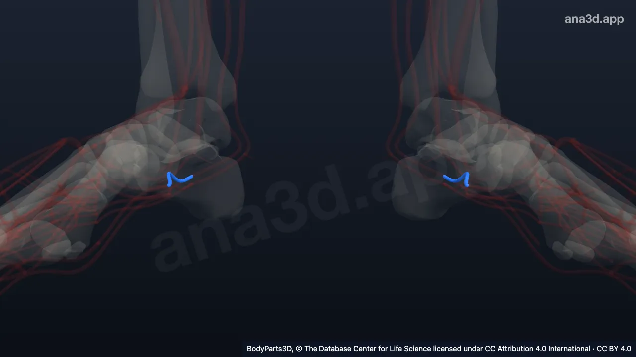 3D model: medial plantar artery