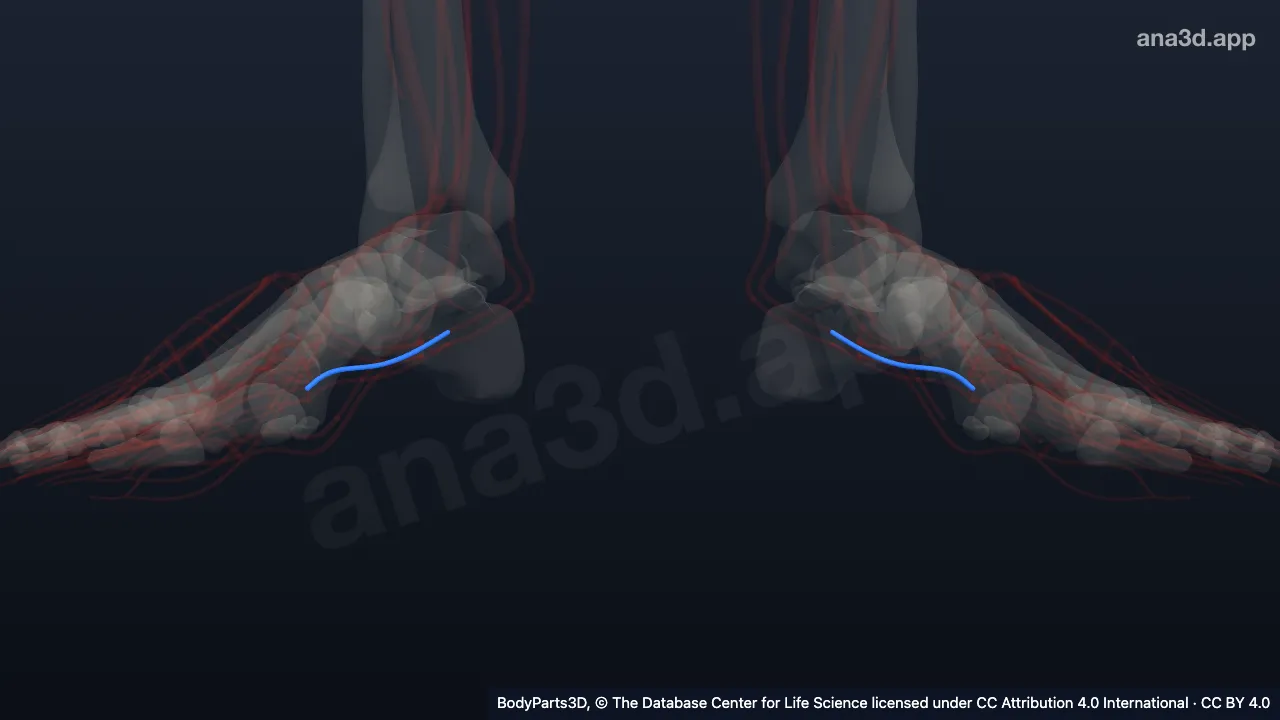 Modelo 3D: Arteria plantar lateral