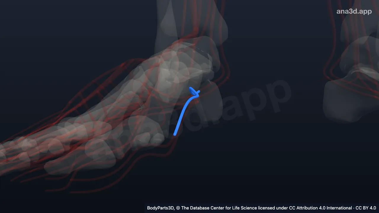 3D model: right medial plantar artery