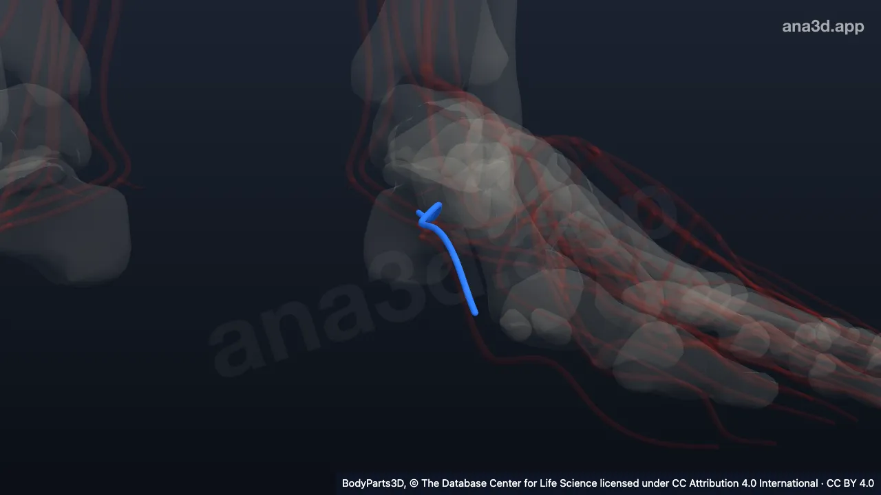 Model 3D: Arteri plantaris medialis kiri