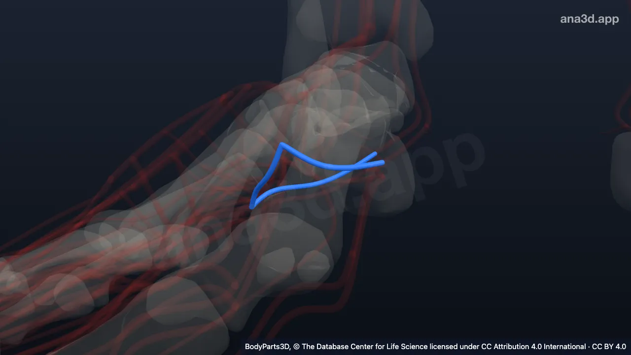 3D model: right lateral plantar artery