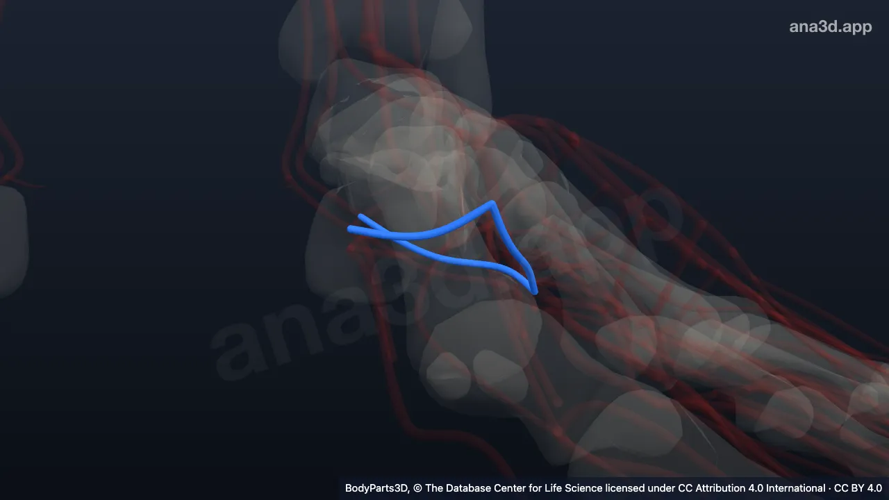 3D model: left lateral plantar artery
