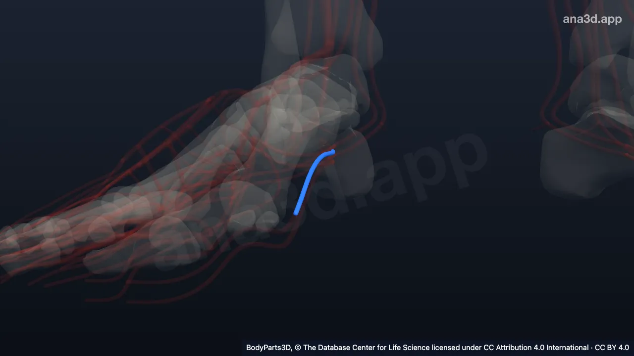 3D model: right superficial medial plantar artery