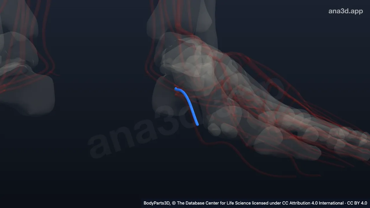 3D-Modell: Linke Arteria plantaris medialis superficialis