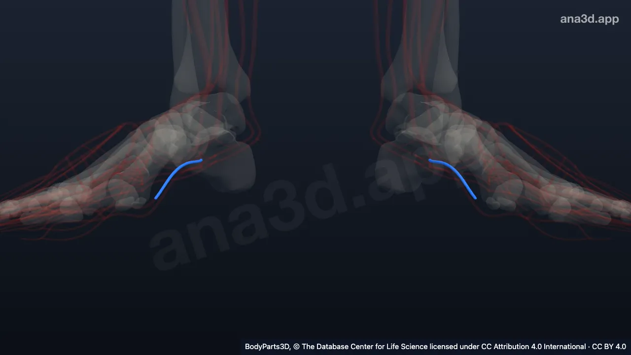3D model: branch of medial plantar artery