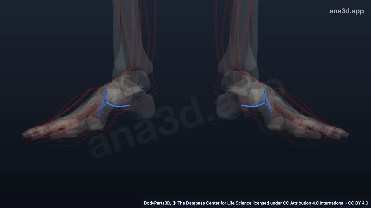 3Dモデル：足底動脈弓