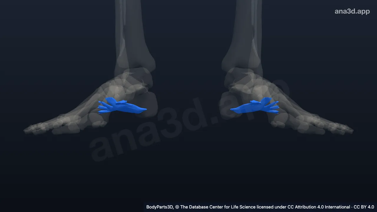 3D model: long plantar ligament
