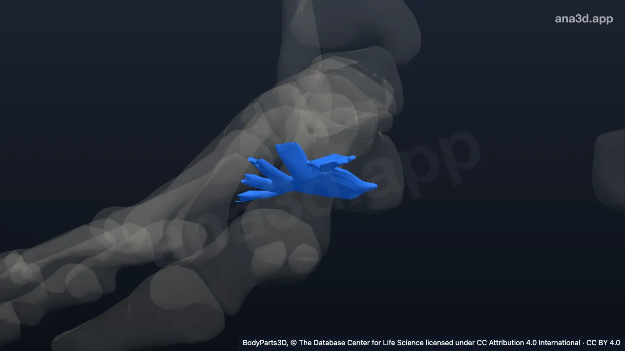 3D model: right long plantar ligament