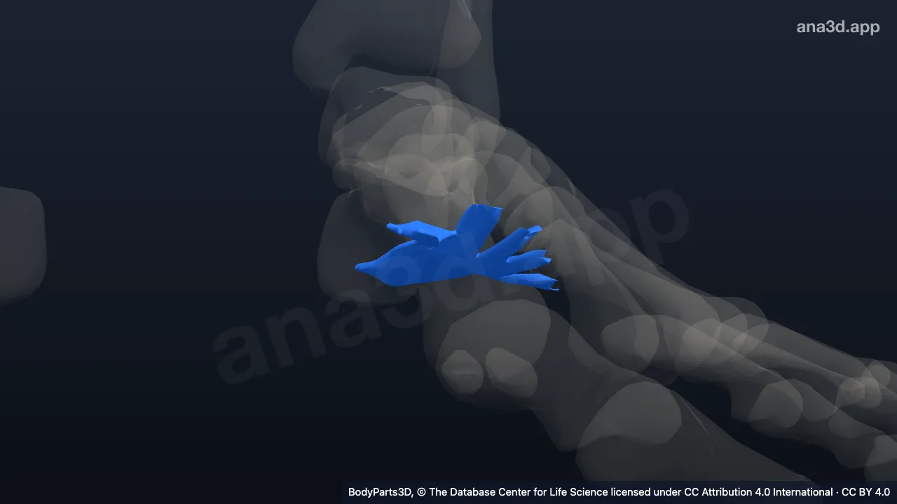 3D model: left long plantar ligament